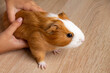 Massage of the abdomen of the guinea pig. Veterenaria. Red-and-white guinea pig in the hands close-up. High quality photo