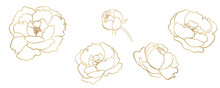 Watercolor Golden And White Outline Peony Flowers Illustration Element