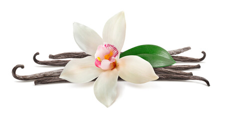 Wall Mural - vanilla flower and beans isolated on white background. for flavor layout