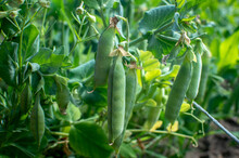 Plants Green Peas Growing Close-up. Vegetable Food Production Concept. A Vegetable Garden. Selective Focus