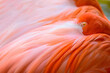 Flamingos are resting or sleeping.