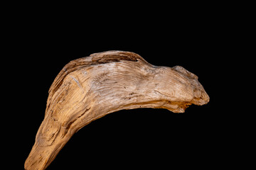 Driftwood carved by water in the shape of a bird