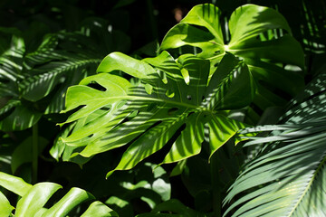 Wall Mural - Monstera giant beautiful leaf. green leaf for decoration.