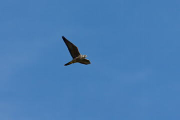 Poster - The peregrine falcon (Falco peregrinus). Young female on the hunt.