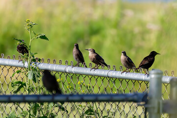 Poster - European or common starling (Sturnus vulgaris) on the fence