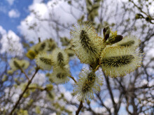 Branches Of Pussy Willow In Bloom Close Up