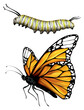 Monarch butterfly and caterpillar. Two different states of butterfly. Illustration showing life cycle of monarch butterfly. Undergoes metamorphosis