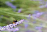 Fototapeta Lawenda - Bumble bee sitting on lavender