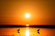Two Seagulls Walk Along The Shore In Search Of Fish Against The Backdrop Of Sunset, The Sun Between Two Seagulls