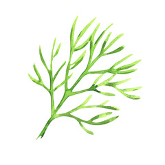 Wall Mural - Fresh green dill leaves, natural organic healthy food, vegetarian ingredient, isolated object, close-up, package design element, hand drawn watercolor illustration on white background