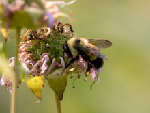 Rusty Patched Bumble Bee Endangered Species On Monarda