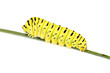 Swallowtail caterpillar (Papilio Machaon, Old World swallowtail) on a fennel stalk, isolated on white