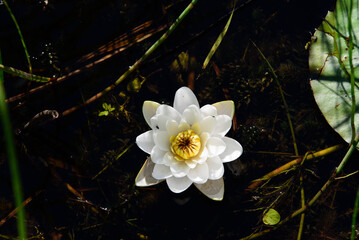 beautiful white water lily with green leaves in park pond on sunny summer day