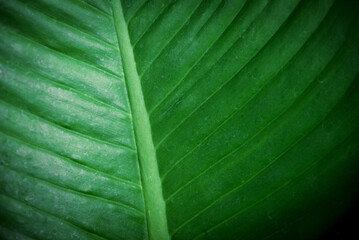 Wall Mural - abstract green leaves texture, nature background