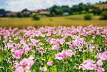 Panorama Of A Field Of Rose Corn Poppy. Beautiful Landscape View On Summer Meadow. Germany.