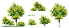 Vector Watercolor Of Tree Side View Isolated On White Background For Landscape And Architecture Drawing, Elements For Environment And Garden, Painting Botanical For Section