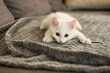 © RooM The Agency - Close-Up of a white kitten lying on a rug