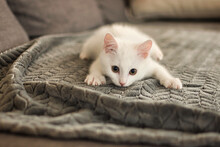 Close-Up Of A White Kitten Lying On A Rug