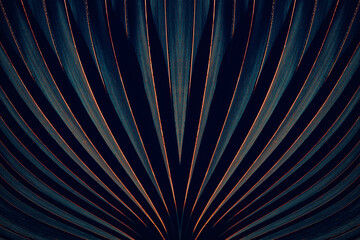 Striped of palm leaf, dark texture background
