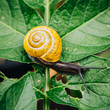 Close-up Of A Snail On A Leaf, Ireland