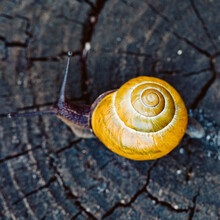 Close-up Of A Snail On A Tree Trunk, Ireland