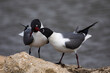 Laughing Gull Kisses at Mobile Bay, Alabama reflect avian courtship behaviors