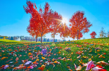 Wall Mural - Green grass and red maples in autumn park