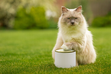 Ragdoll cat holding and resting paw on a can with food and blank empty cover label. The light cat is sitting on a green grass surrounded by summer garden during daylight