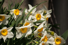 Easter Lilies Close Up