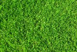 Fototapeta  - Texture of bright green not mown lawn. Bright background image of a lawn