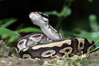 © RooM The Agency - Close-up of a ball python curled up, Indonesia