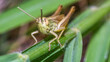 grasshopper 45