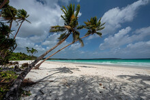 Leaning Palm Trees On Matwaer Beach (Metro Beach), Kei Kecil, Kei Islands, Maluku Province, Indonesia