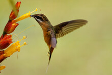 Tawny-bellied Hermit (Phaethornis Syrmatophorus) Pollinating Flowers In Ecuador. Tiny Beautiful And Cute Orange Hummingbird Flying Next To A Red And Yellow Flower With Brown Far Enough Background