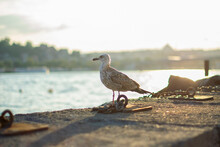 Seagull In Front Of The New Mosque With A Blurred Background. Sea Gull Standing On His Feet On The Beach At Sunset.