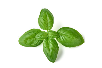 Wall Mural - Fresh organic basil leaves, isolated on white background.