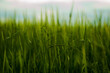 Leinwandbild Motiv green wheat field