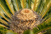 Sago Palm (Cycas Revoluta) With Female Flower Cone, Close-up.