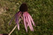 jeżówka purpurowa, kwiat