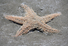 A Dead Starfish That Washed Ashore On A Sandy Beach