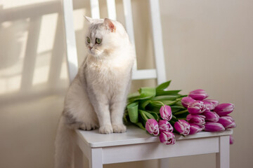 A beautiful white cat sits with bouquet of tulips