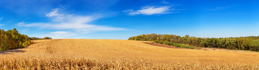 Wall Mural - Autumn agricultural landscape, panorama - view of the corn field in the rays of the autumn sun, horizontal banner