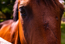 Horse In Colonial Williamsburg Pasture
