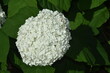 biały kwiat hortensji