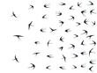 Flying swallow birds silhouettes vector illustration. Nomadic martlets bevy isolated on white.