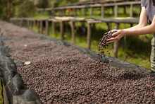 Cropped Photo Of Female Hands Pouring Coffee Beans Onto The Drying Table On A Plantation. Copy Space. Rwanda