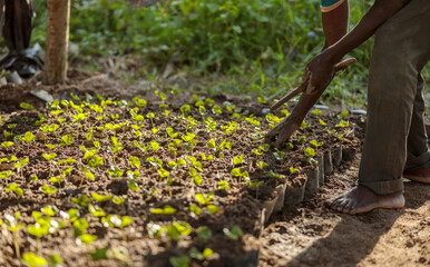 Close up of male worker planting coffee sprouts on a farm in Africa