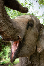Asian Elephant With Mouth Open