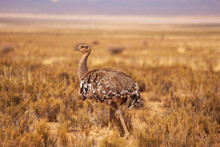 Rhea Americana Among The Grasslands Of The Puna In The Province Of Jujuy, Argentina