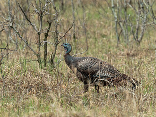 Canvas Print - Wild Turkey out in a prairie